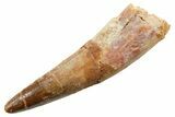Fossil Spinosaurus Tooth - Real Dinosaur Tooth #362835-1